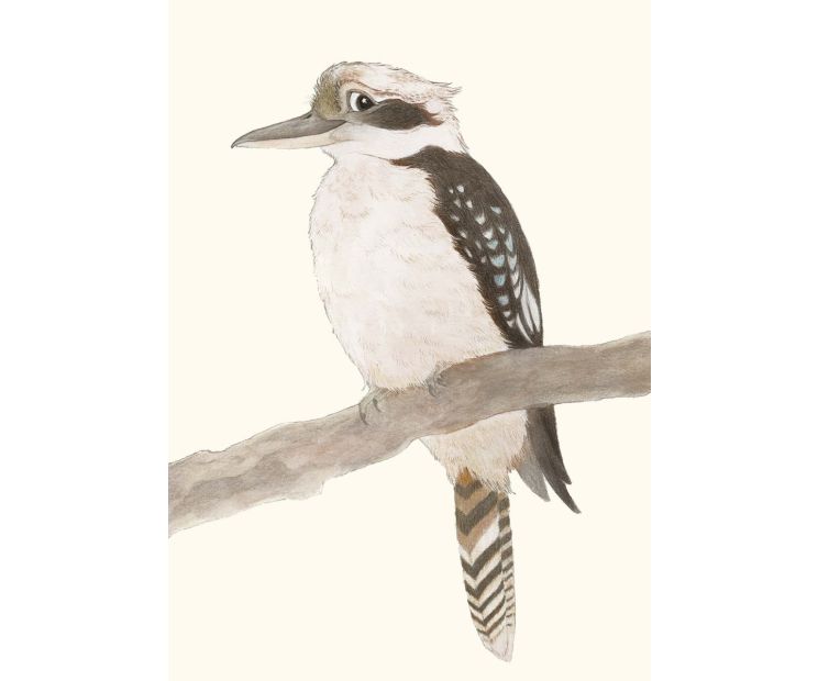 Card - Kookaburra by Aleta