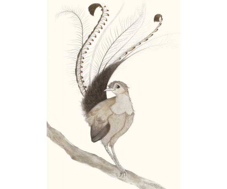 Card - Lyre Bird by Aleta