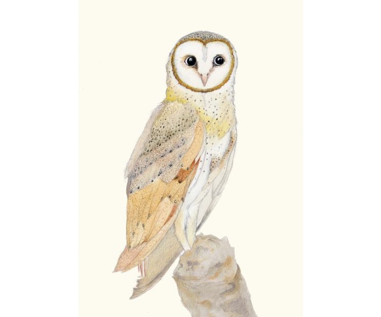 Card - Masked Owl by Aleta