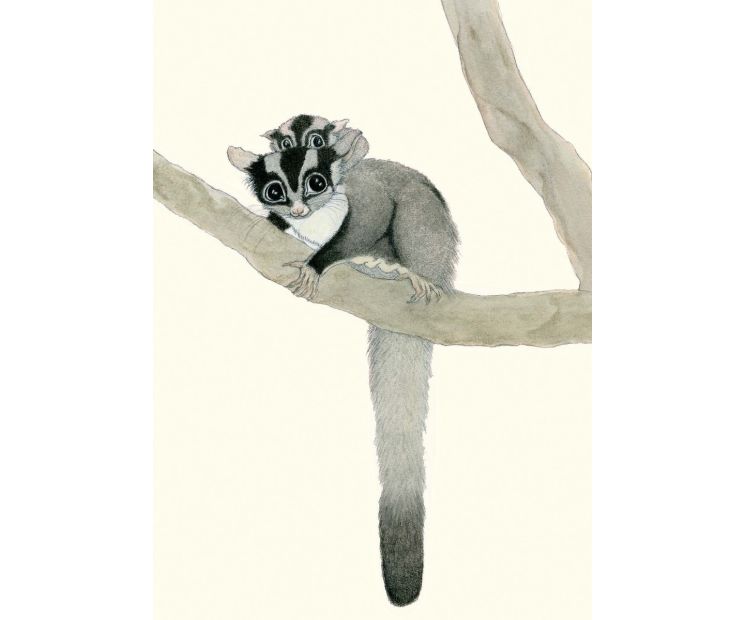 Card - Sugar Gliders by Aleta