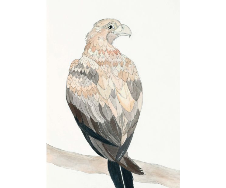 Card - Wedge-tailed Eagle by Aleta