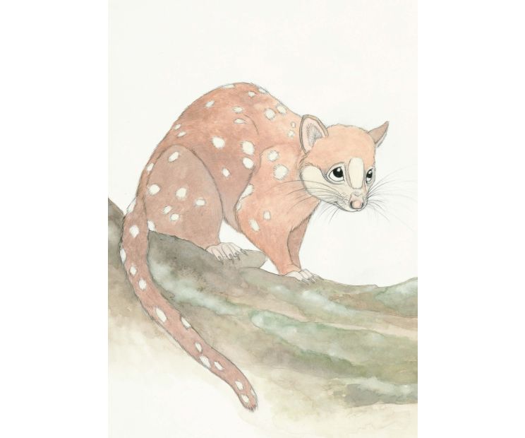 Card - Spotted-Tail Quoll by Aleta