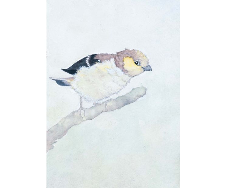 Card - Forty-Spotted Pardalote by Aleta