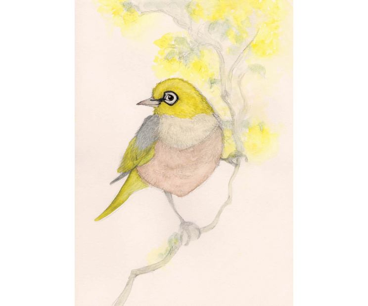 Card - Silvereye Finch by Aleta