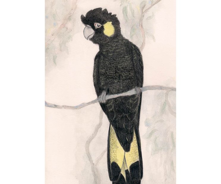 Card - Yellow-Tailed Black Cockatoo by Aleta