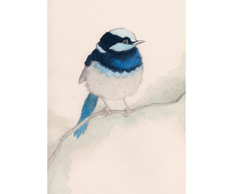Card - Blue Fairy Wren by Aleta
