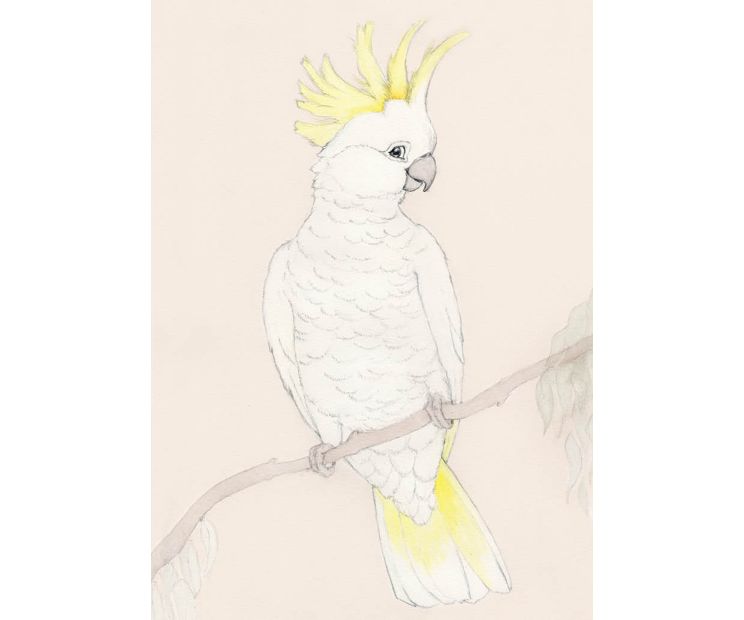 Card - Sulphur Crested Cockatoo by Aleta