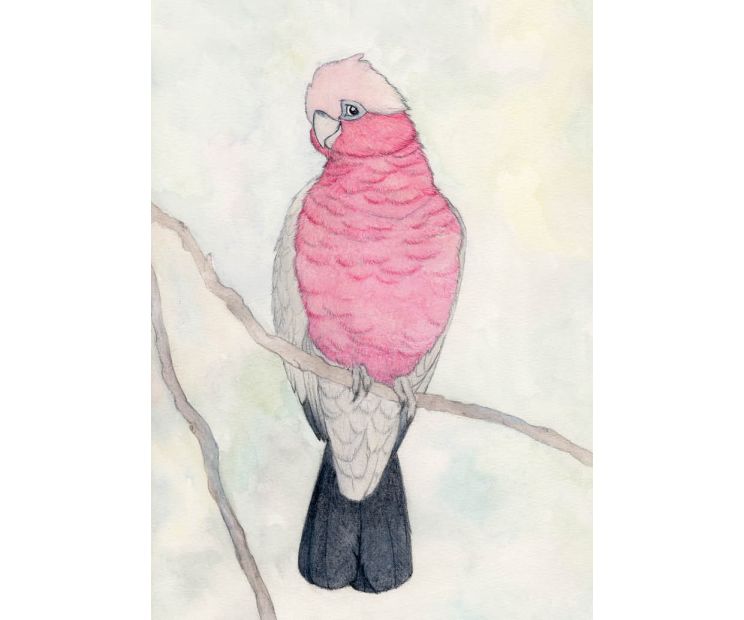 Card - Pink Galah by Aleta