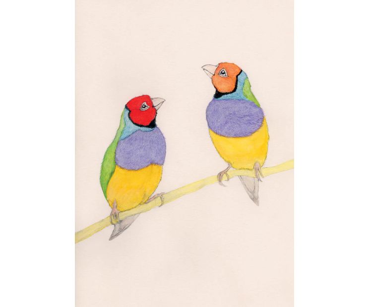 Card - Gouldian Finches by Aleta