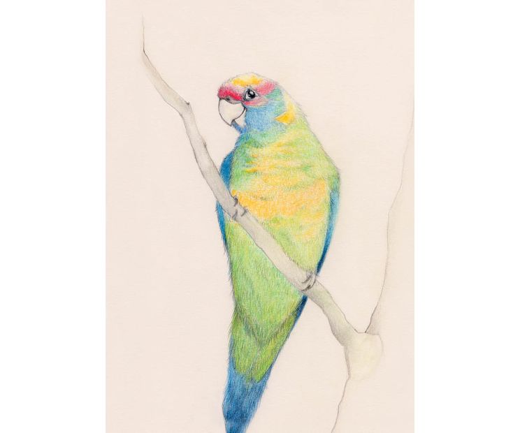 Card - Ringneck Parrot by Aleta