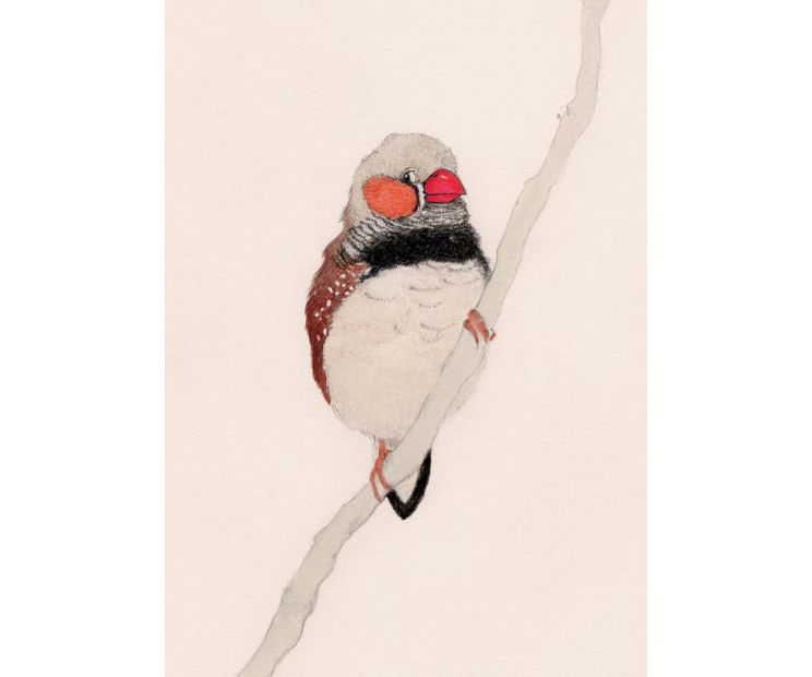 Card - Zebra Finch by Aleta