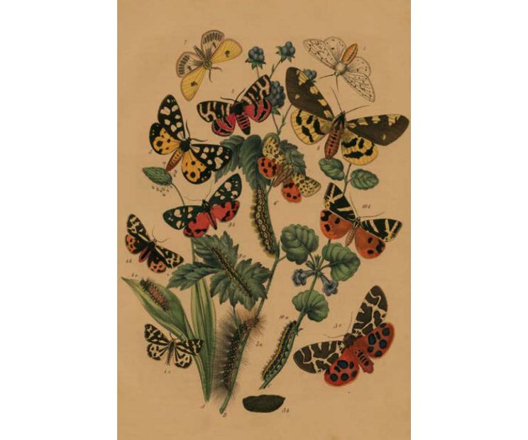 Card - Caterpillars & Butterflies by Studio Nuovo