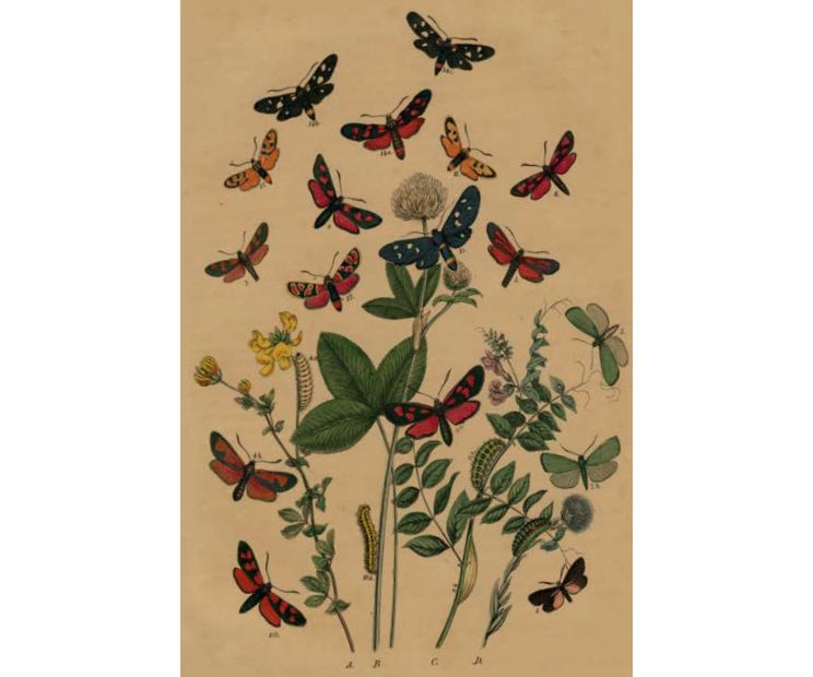 Card - Caterpillars & Large Butterflies by Studio Nuovo