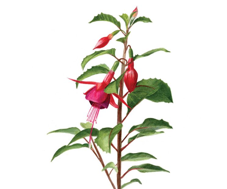 Card - Hanrie - 100mm x 100mm