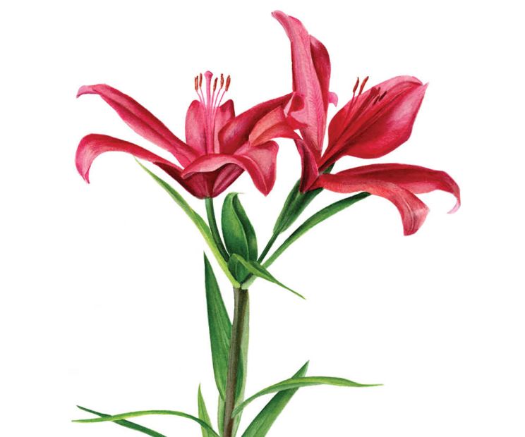 Card - Hanrie - 100mm x 100mm