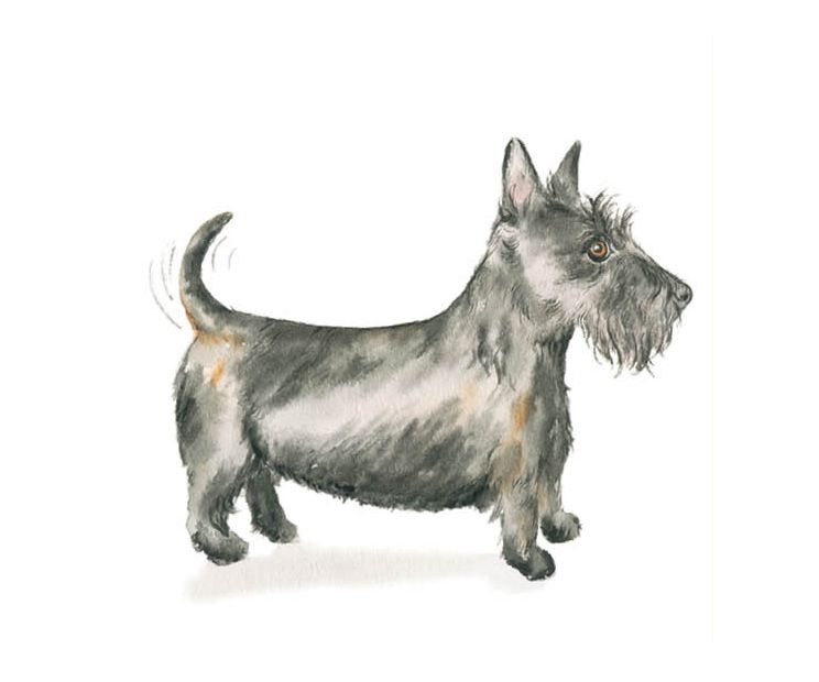 Card - Tog And Pini - 140mm x 140mm