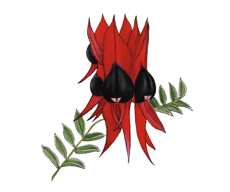 Card - Sophie Pittaway - 100mm x 100mm