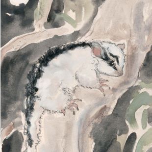 Card - Exploring Sugar Glider by Aleta