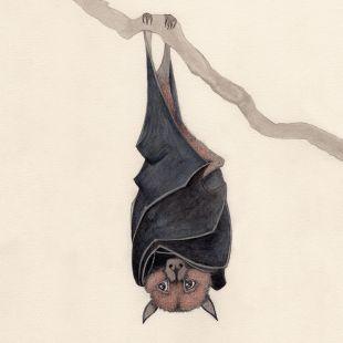 Card - Bat by Aleta