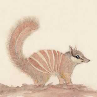Card - Numbat by Aleta