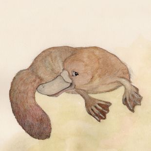 Card - Platypus by Aleta