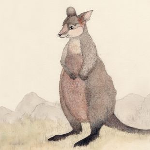 Card - Kangaroo by Aleta