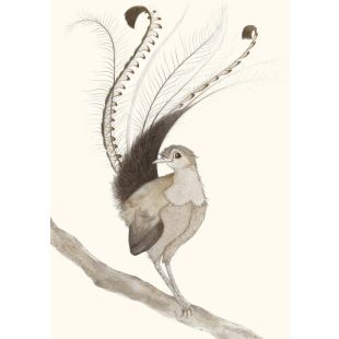 Card - Lyre Bird by Aleta