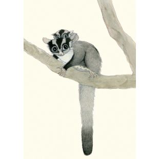 Card - Sugar Gliders by Aleta