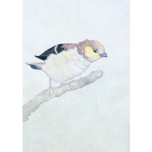 Card - Forty-Spotted Pardalote by Aleta