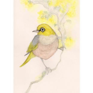Card - Silvereye Finch by Aleta