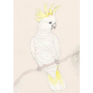 Card - Sulphur Crested Cockatoo by Aleta