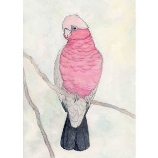 Card - Pink Galah by Aleta