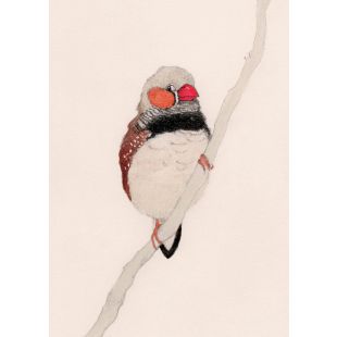 Card - Zebra Finch by Aleta