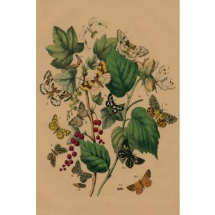 Card - Caterpillars & Butterflies by Studio Nuovo