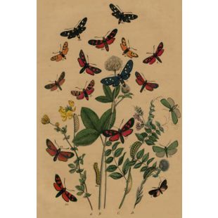 Card - Caterpillars & Large Butterflies by Studio Nuovo