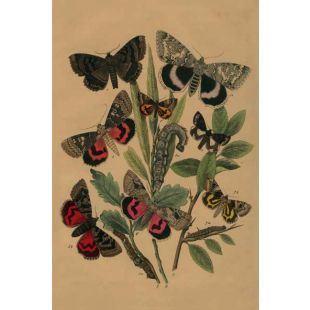 Card - Caterpillars & Small Butterflies by Studio Nuovo