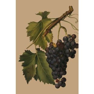 Card - Grapes by Studio Nuovo