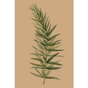 Card - Rosemary by Studio Nuovo