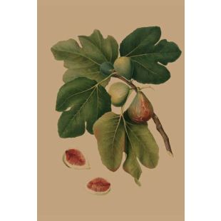 Card - Fig Tree by Studio Nuovo