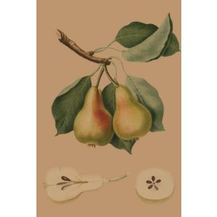 Card - Juicy Pears by Studio Nuovo