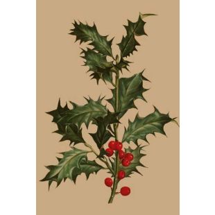 Card - Holly by Studio Nuovo