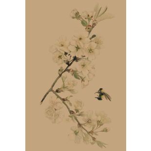 Card - Hogvine by Studio Nuovo