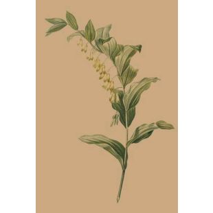 Card - Large Stem by Studio Nuovo