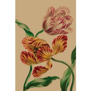 Card - Multi Coloured Tulips by Studio Nuovo