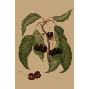 Card - Dark Cherries by Studio Nuovo