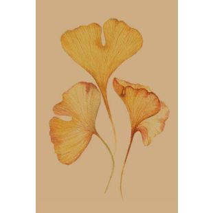 Card - Ginkgo Leaves by Studio Nuovo