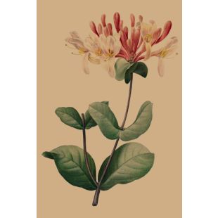 Card - Pink & Hot Pink Flowers by Studio Nuovo