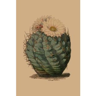 Card - Parodia by Studio Nuovo