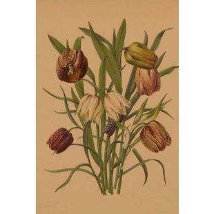 Card - Slanting Flowers by Studio Nuovo