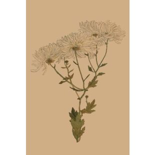 Card - Chrysanthemum Anastasia by Studio Nuovo